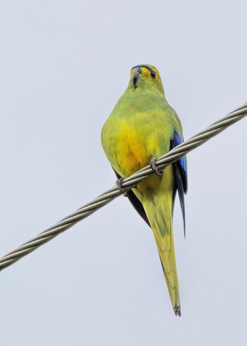 Blue-winged Parrot - ML612544899