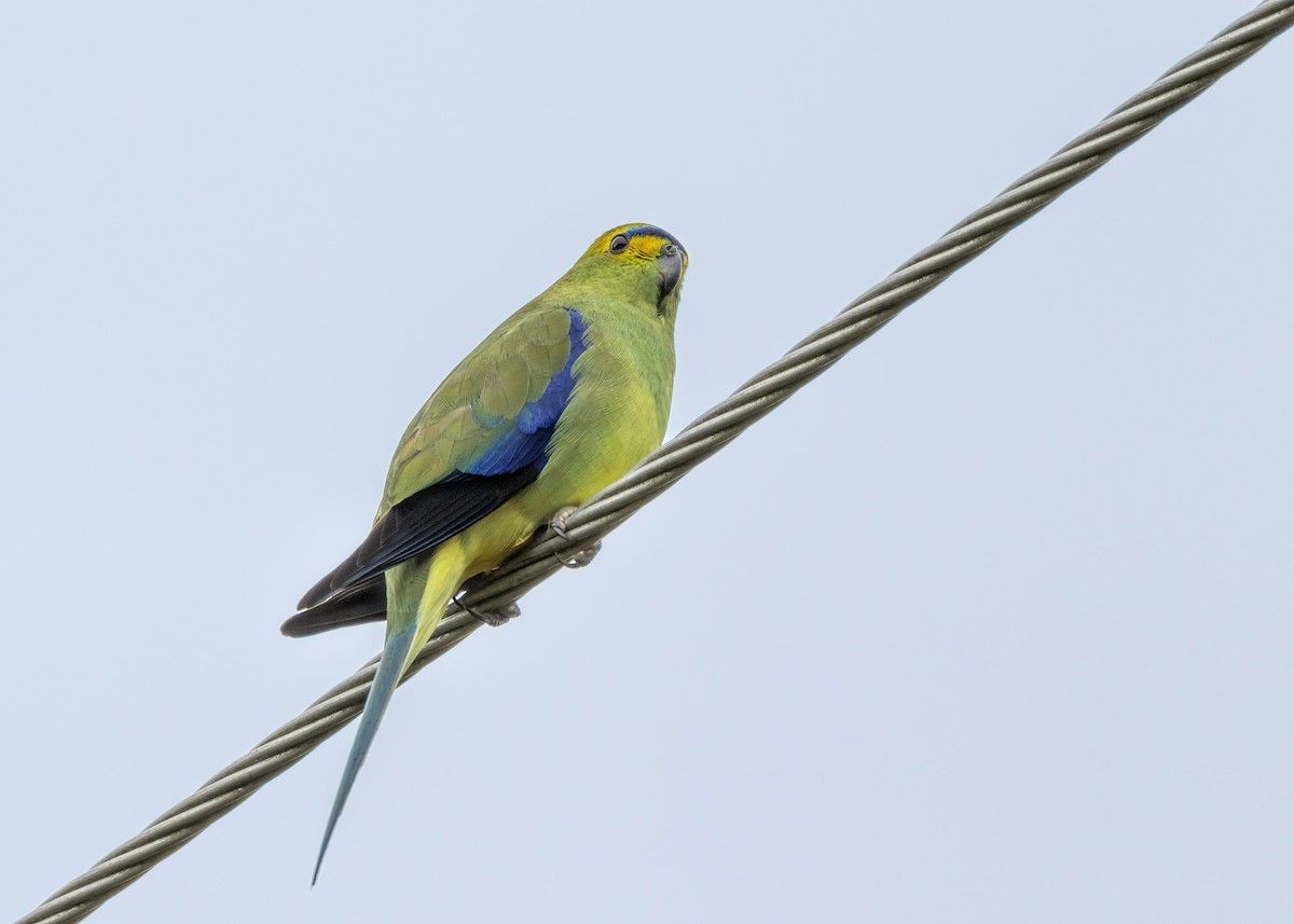 Blue-winged Parrot - Julie Clark