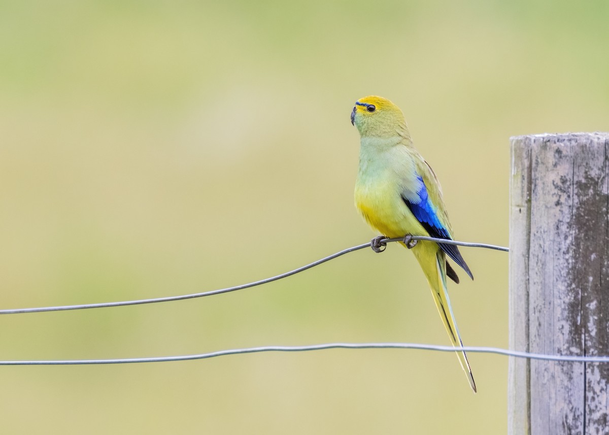 Blue-winged Parrot - ML612544906