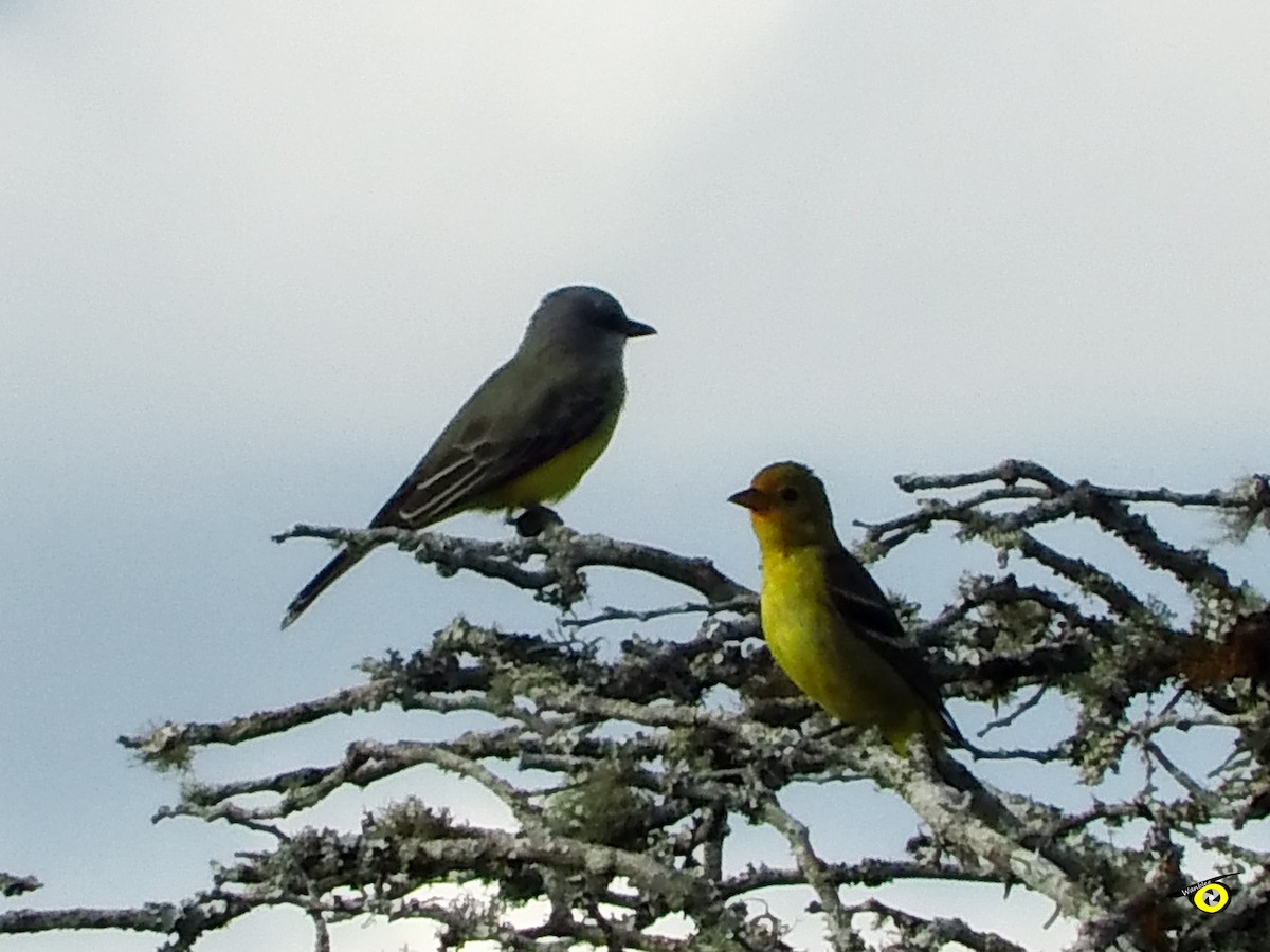 vestpiranga - ML612544918