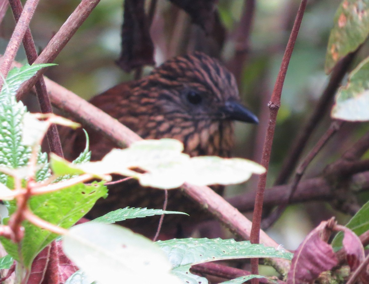 Rufous-backed Treehunter - ML612544953