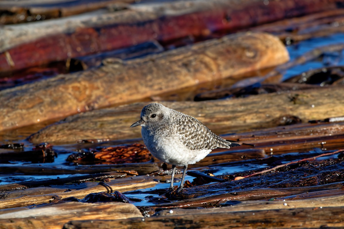 Black-bellied Plover - ML612544961