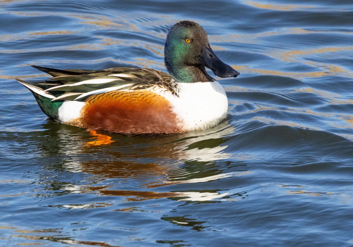 Northern Shoveler - ML612544998