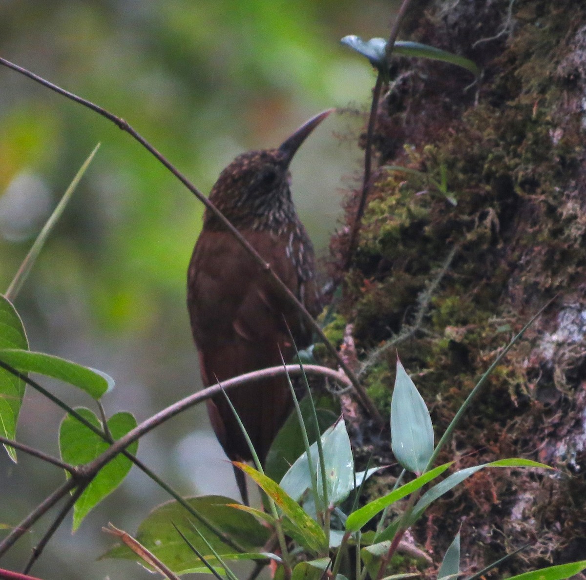 Montane Woodcreeper - ML612545029