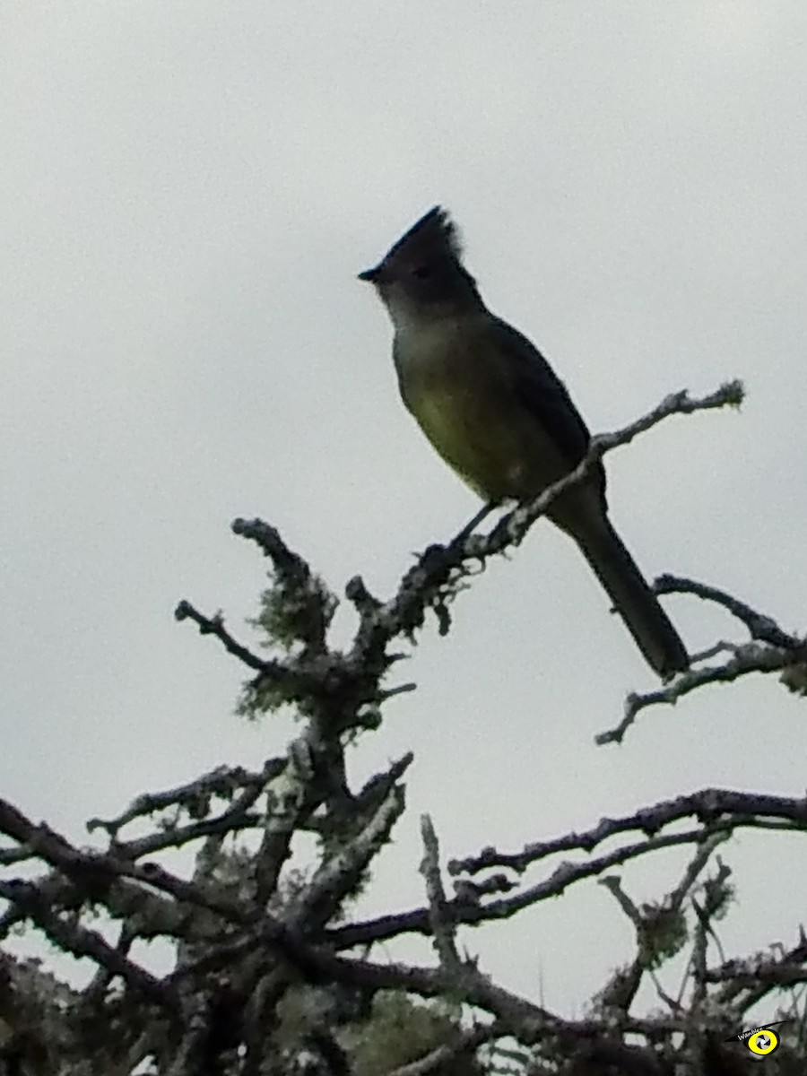 gulbukelenia - ML612545042