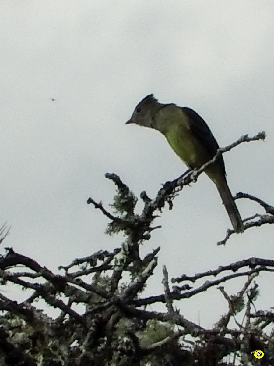 gulbukelenia - ML612545043