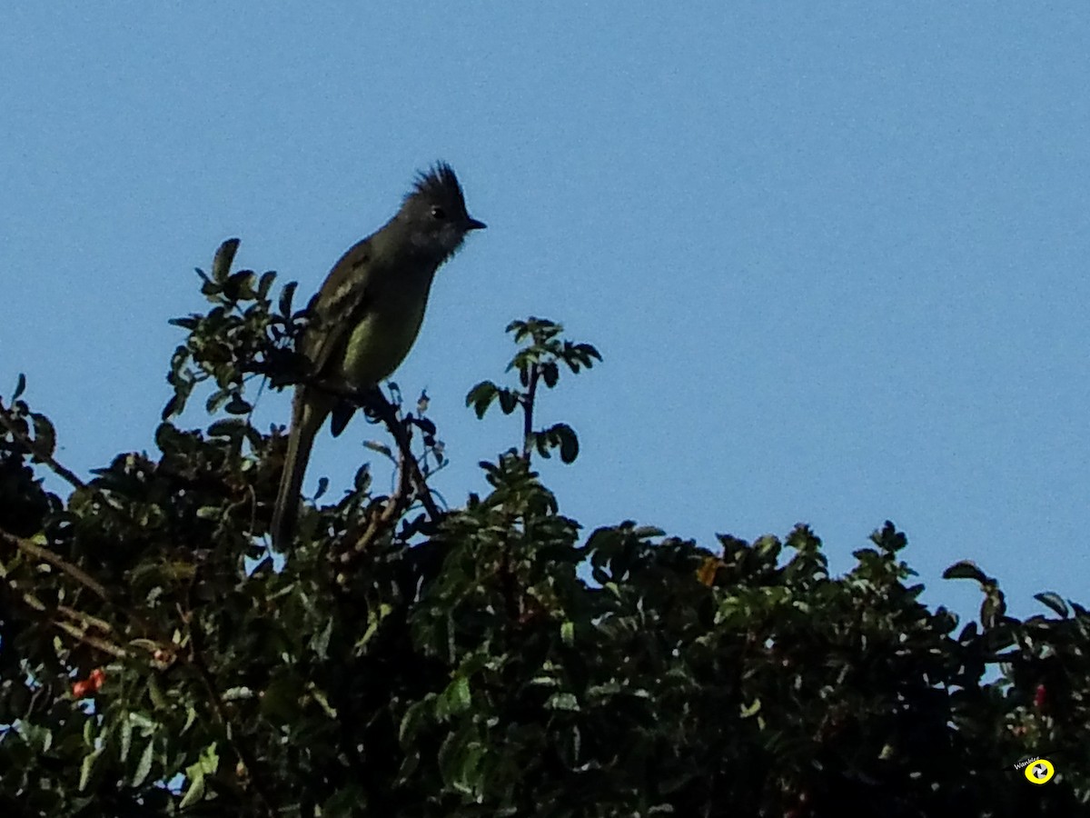 gulbukelenia - ML612545044