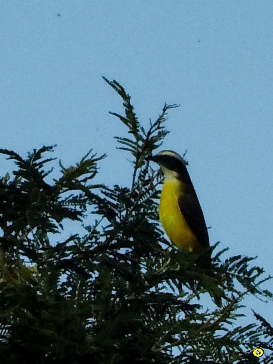 haciendatyrann - ML612545057