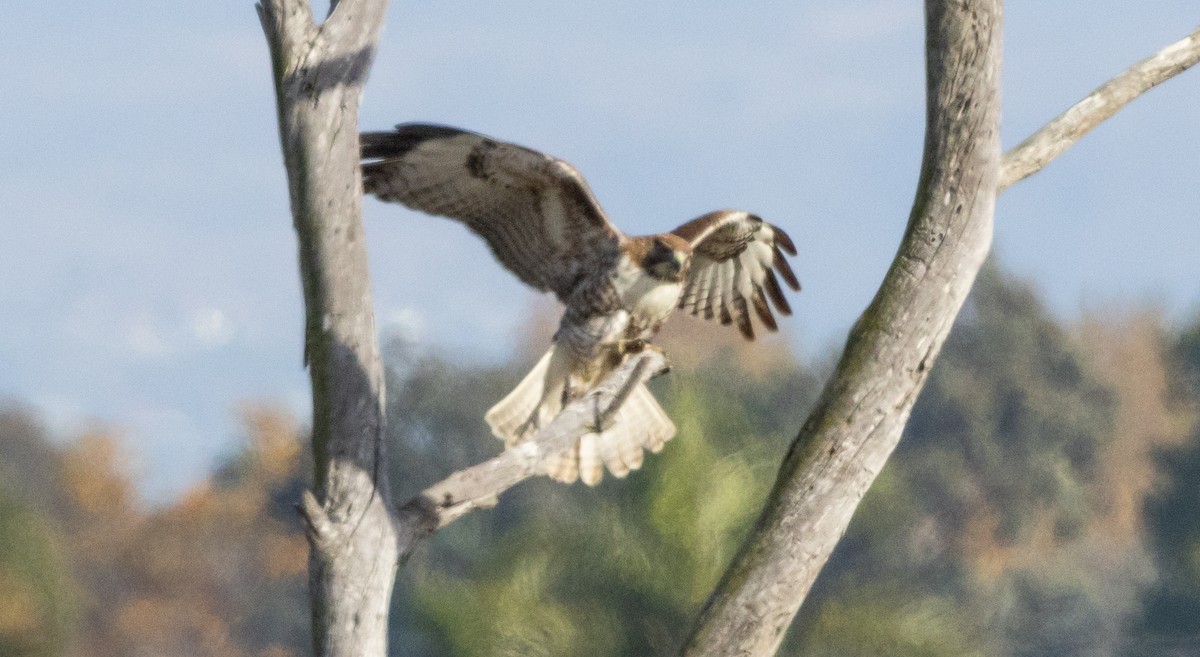 Red-tailed Hawk - ML612545212