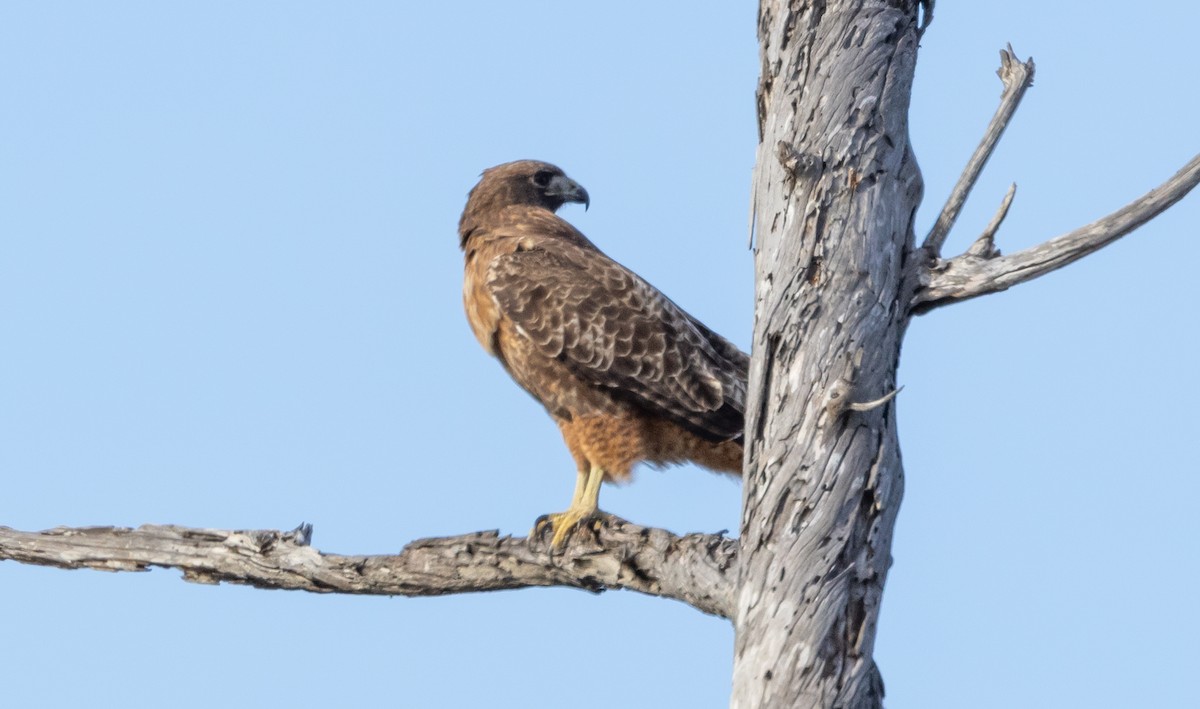 Red-tailed Hawk - ML612545232