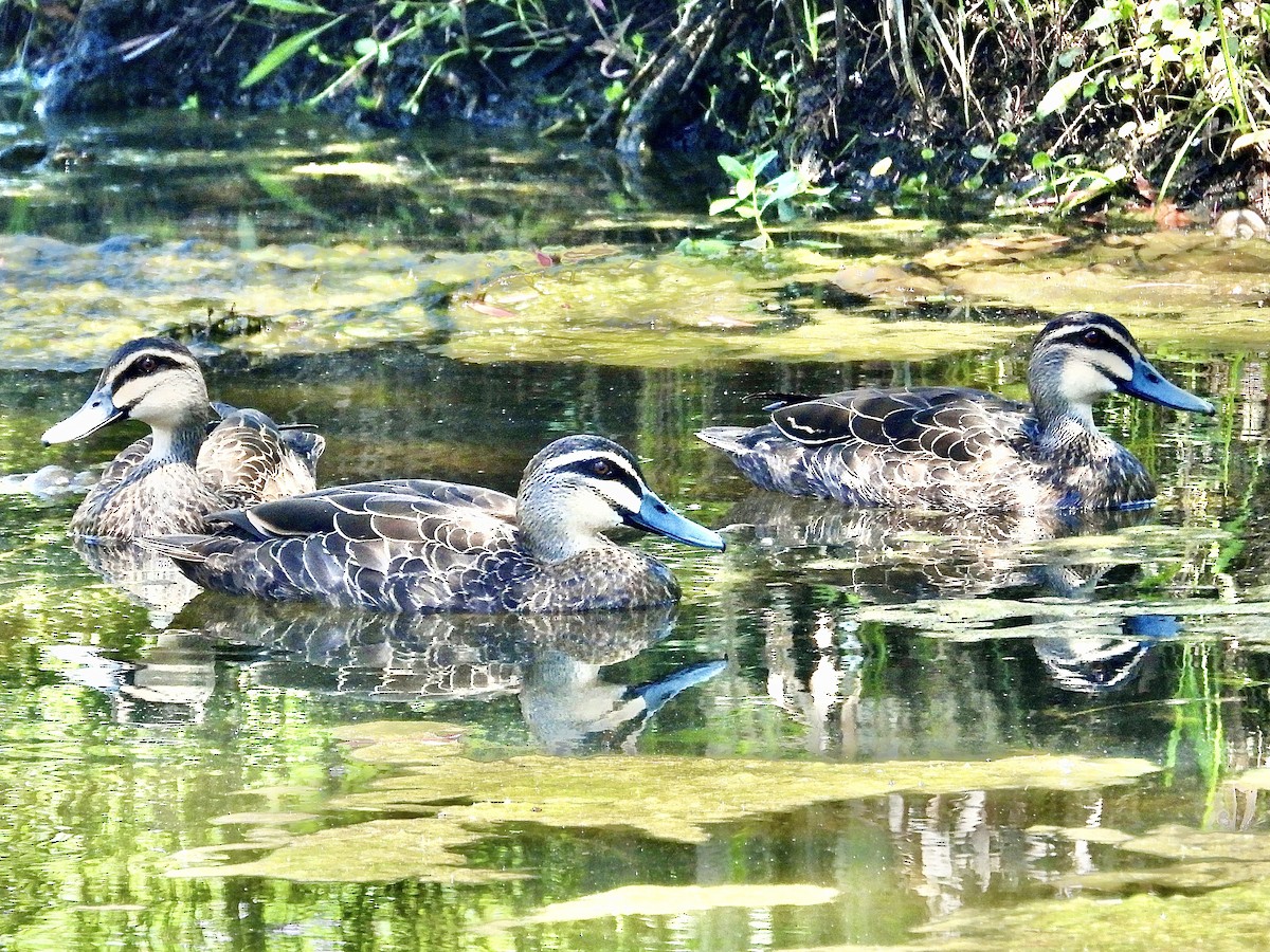 Canard à sourcils - ML612545242