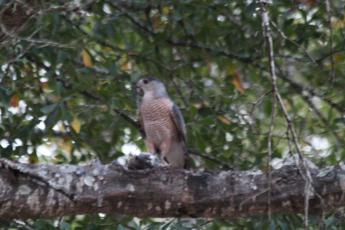 Cooper's Hawk - Angel Zakharia