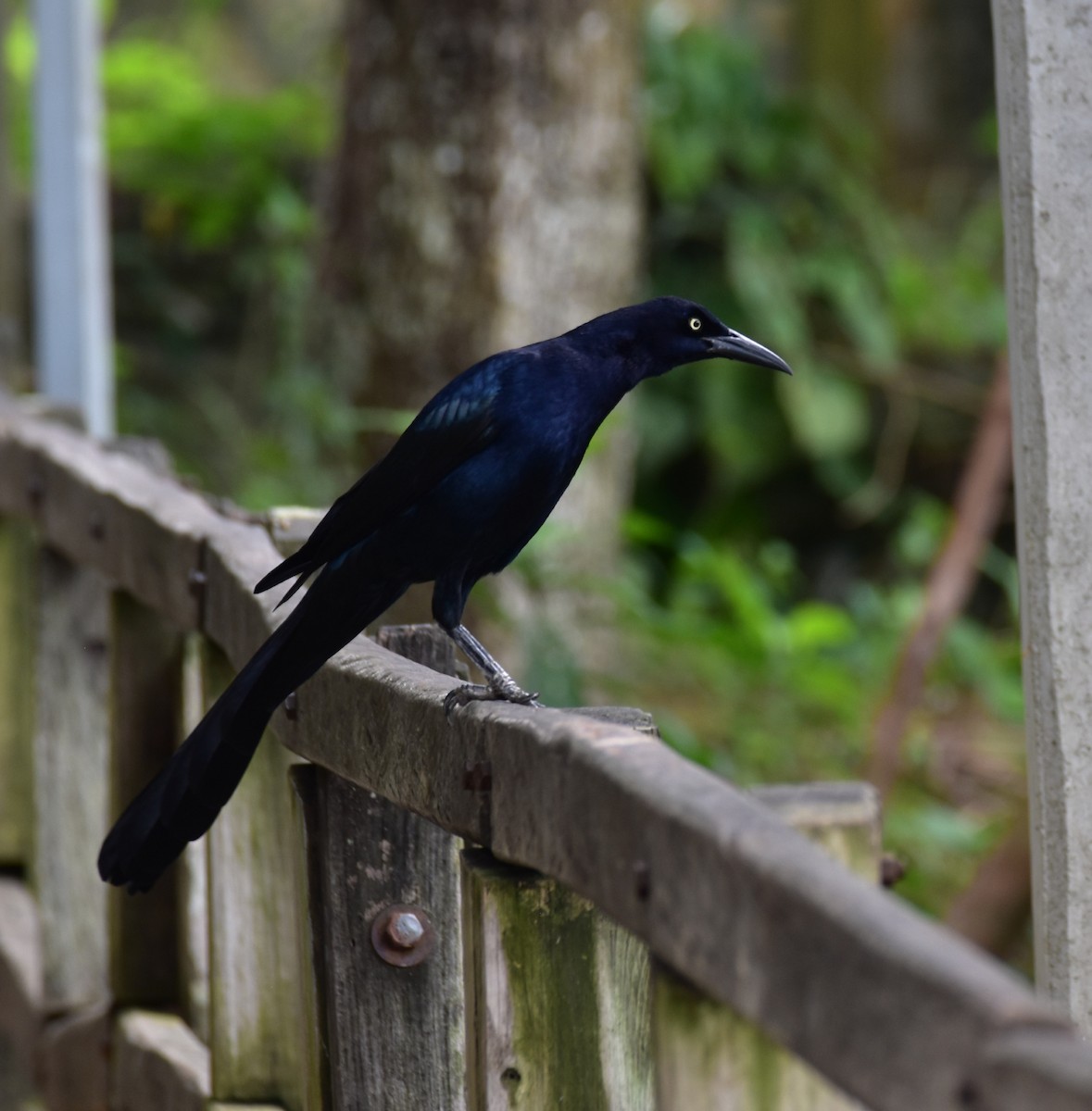 Great-tailed Grackle - Till Dohse