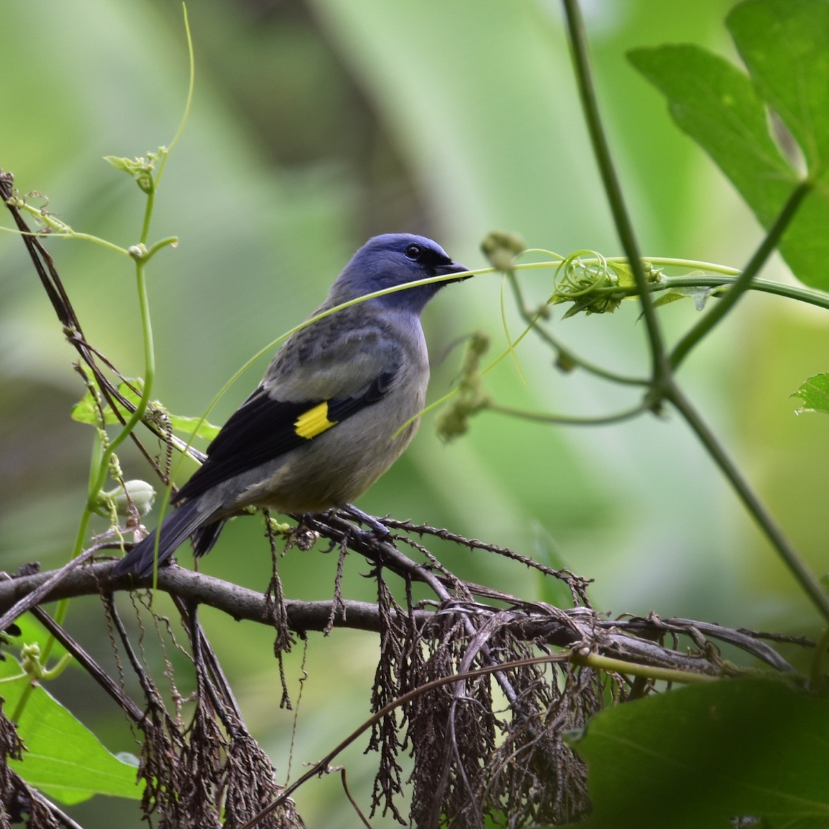 Yellow-winged Tanager - Till Dohse