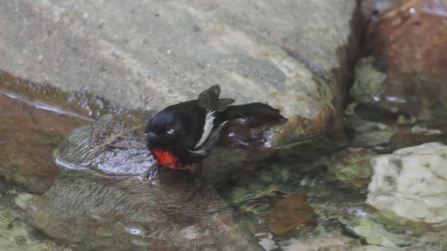 Painted Redstart - ML612545314