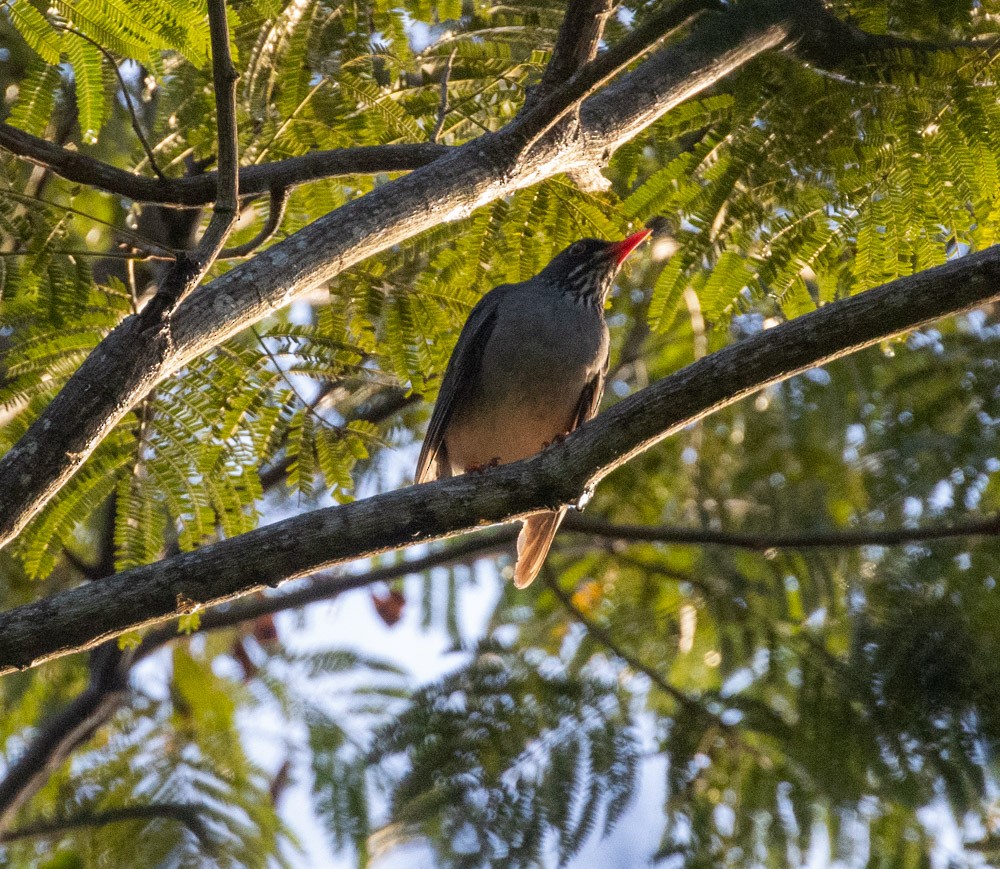 Red-legged Thrush - ML612545328