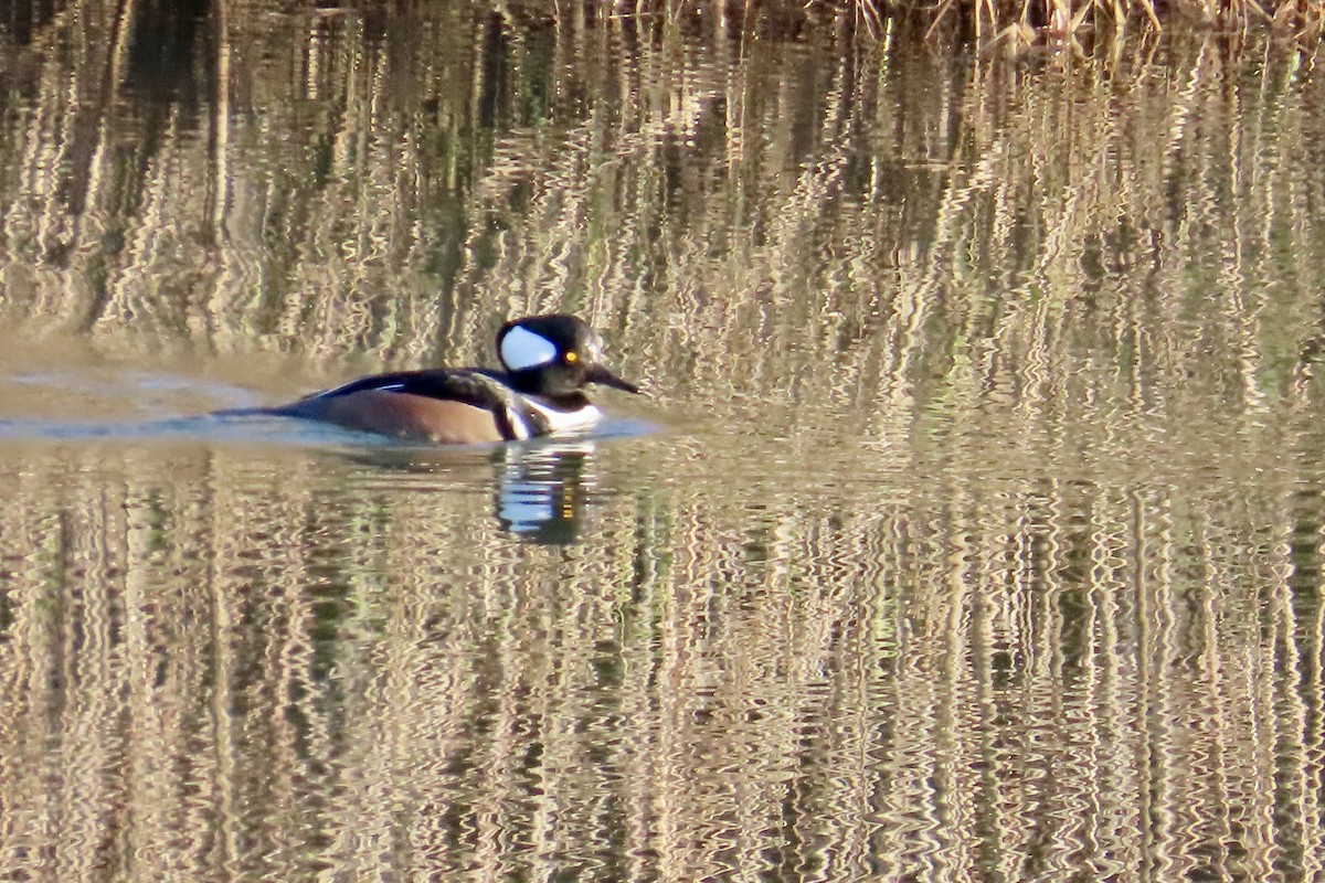 Hooded Merganser - ML612545342