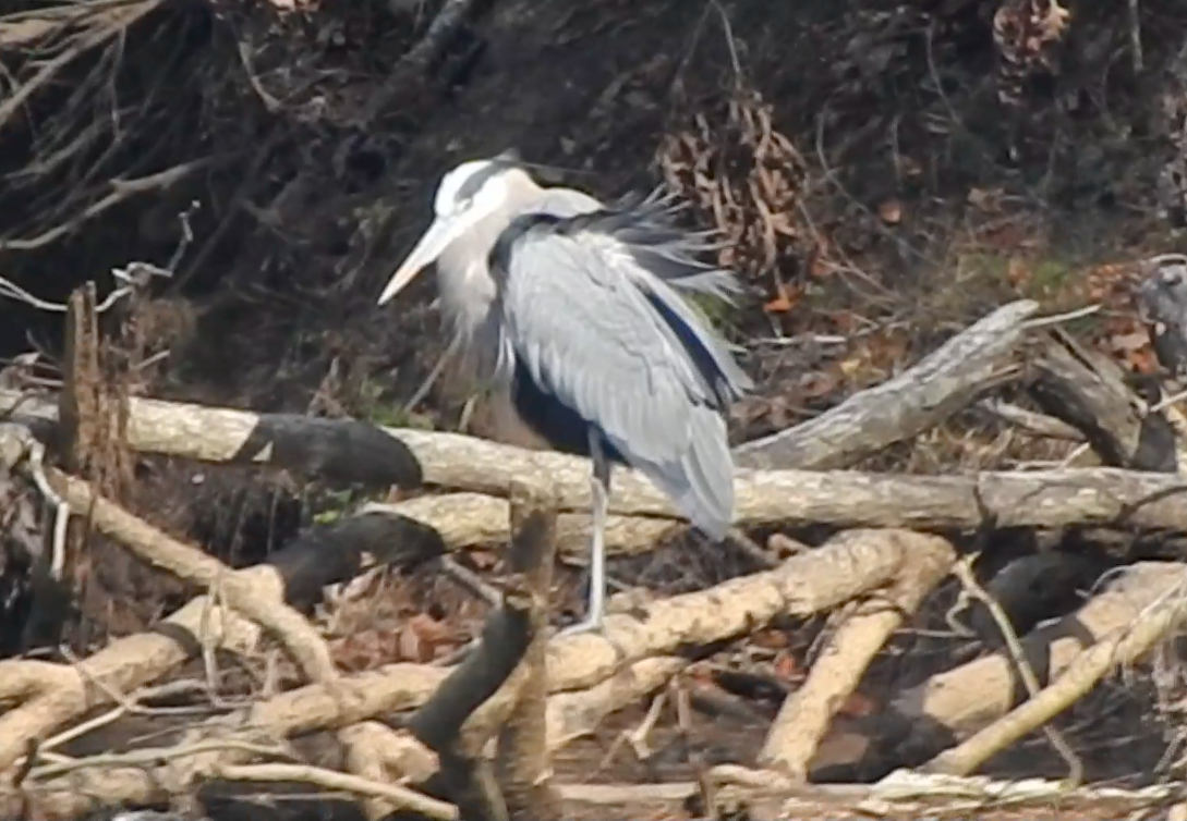 Great Blue Heron - Jorge Eduardo Mariño Indaburu @SmartBirding