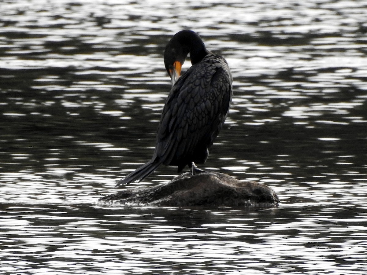 Cormoran à aigrettes - ML612545370