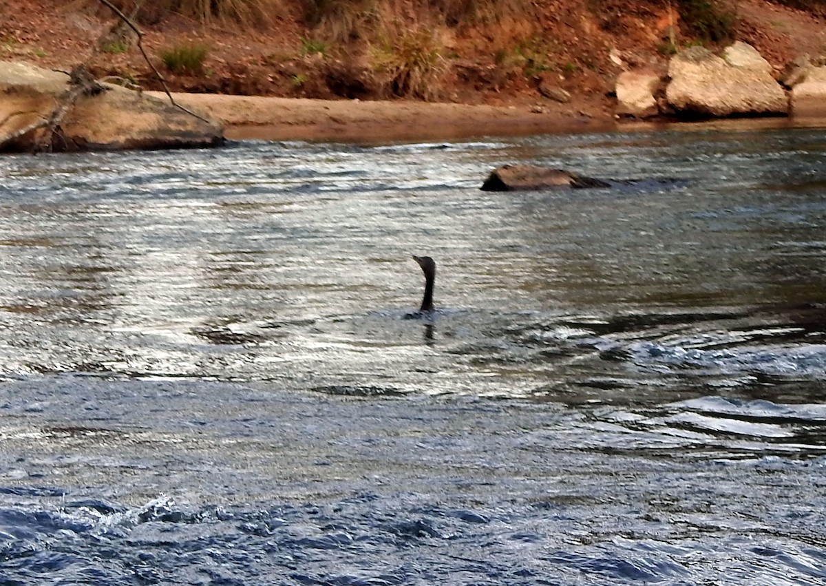 Double-crested Cormorant - ML612545383