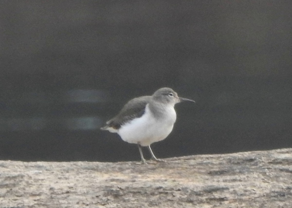 Spotted Sandpiper - Jorge Eduardo Mariño Indaburu @SmartBirding