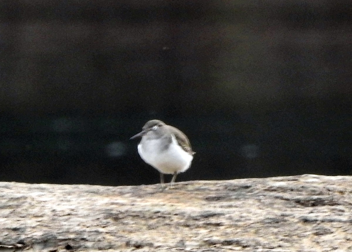 Spotted Sandpiper - Jorge Eduardo Mariño Indaburu @SmartBirding