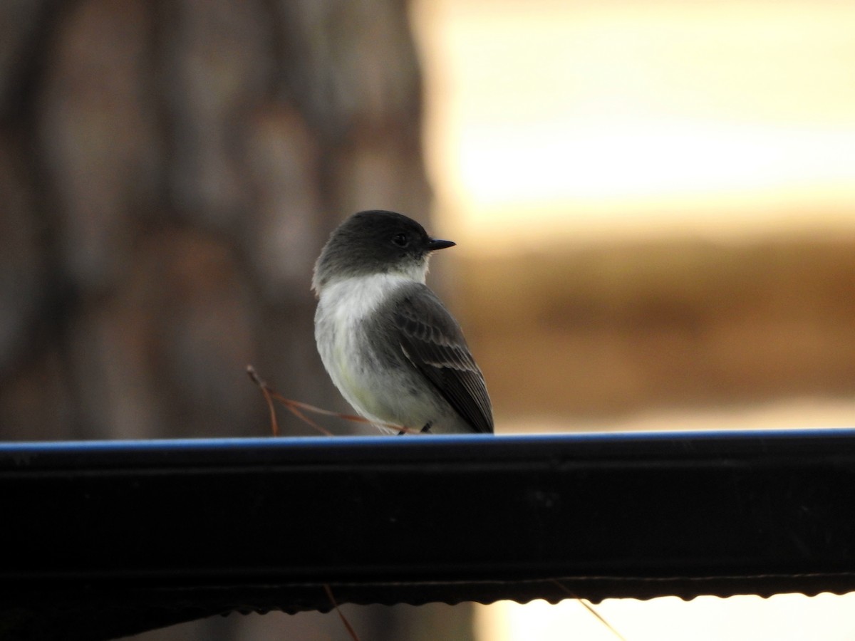 Eastern Phoebe - Jorge Eduardo Mariño Indaburu @SmartBirding