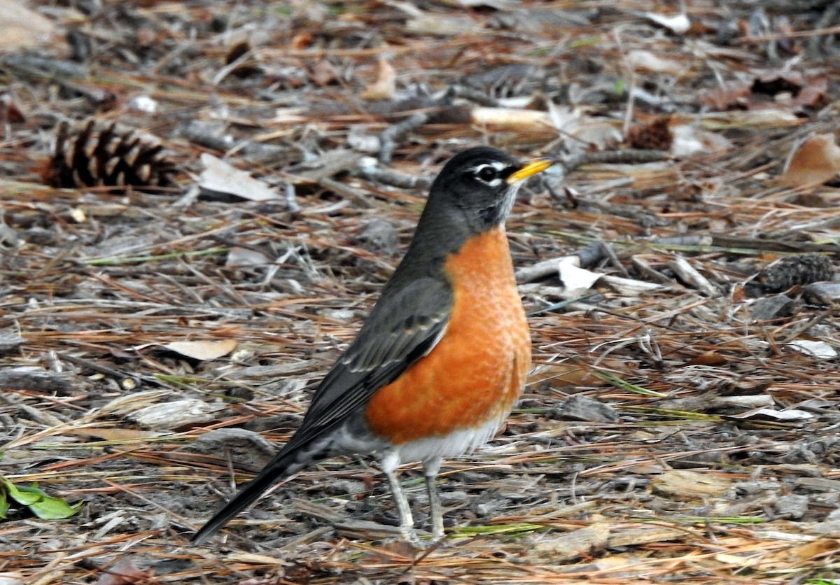 American Robin - Jorge Eduardo Mariño Indaburu @SmartBirding