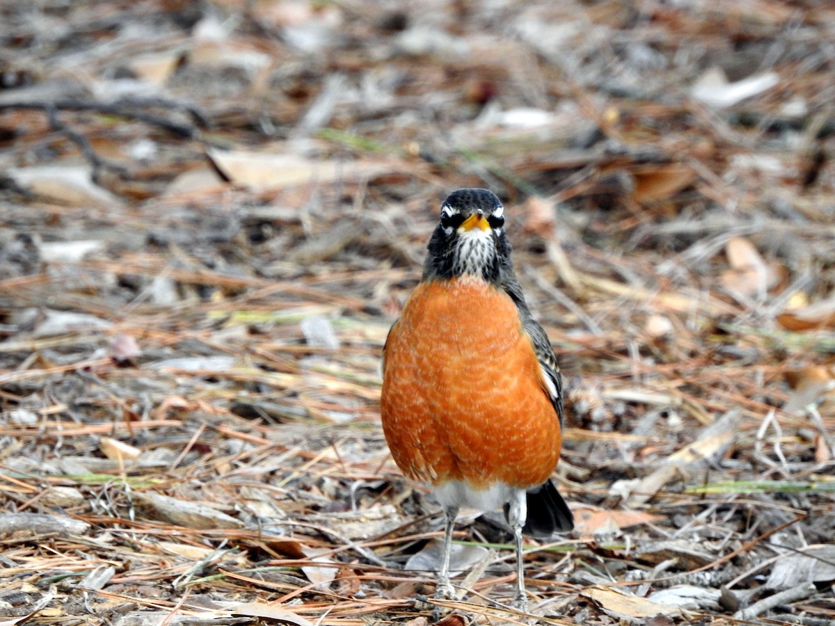 American Robin - ML612545456