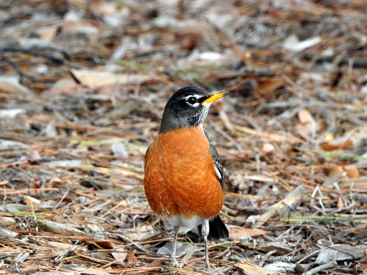 American Robin - ML612545457