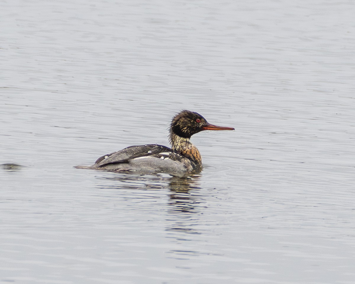 Red-breasted Merganser - ML612545473