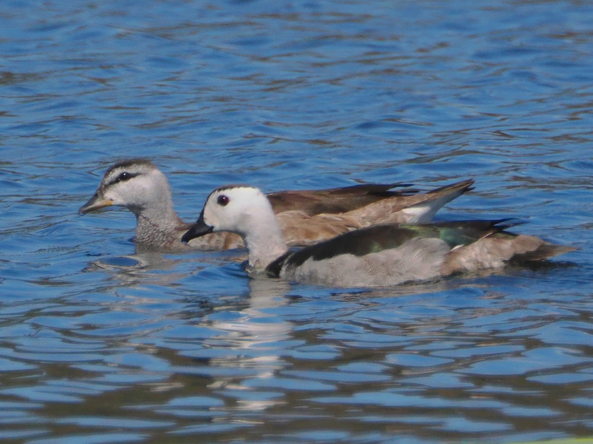 Cotton Pygmy-Goose - ML612545485