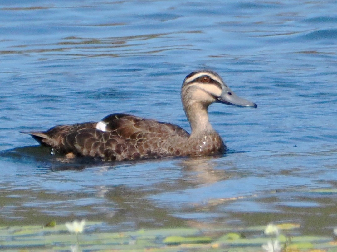 Pacific Black Duck - ML612545496