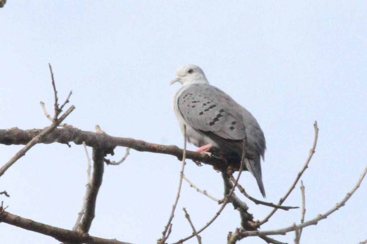 Blue Ground Dove - ML61254551