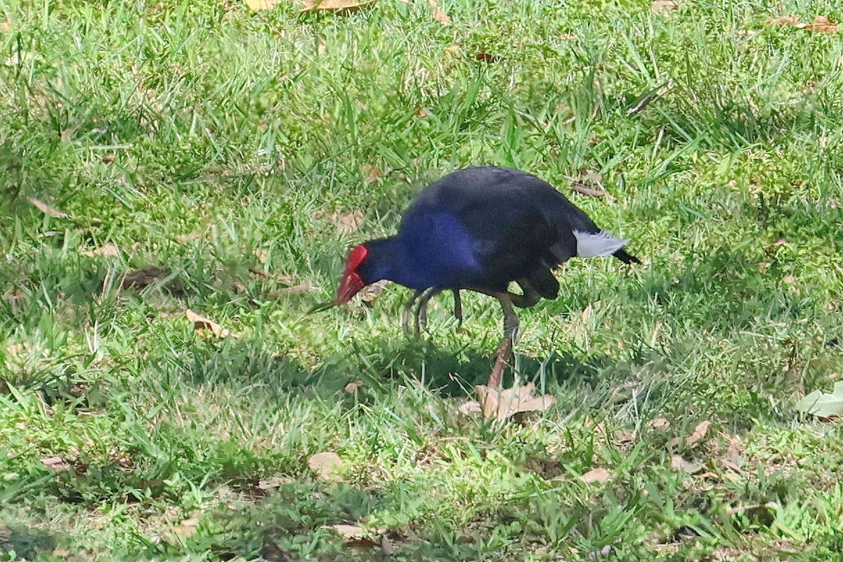 Australasian Swamphen - ML612545528