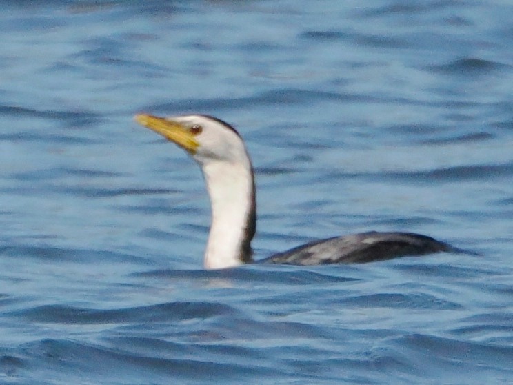 Little Pied Cormorant - ML612545542