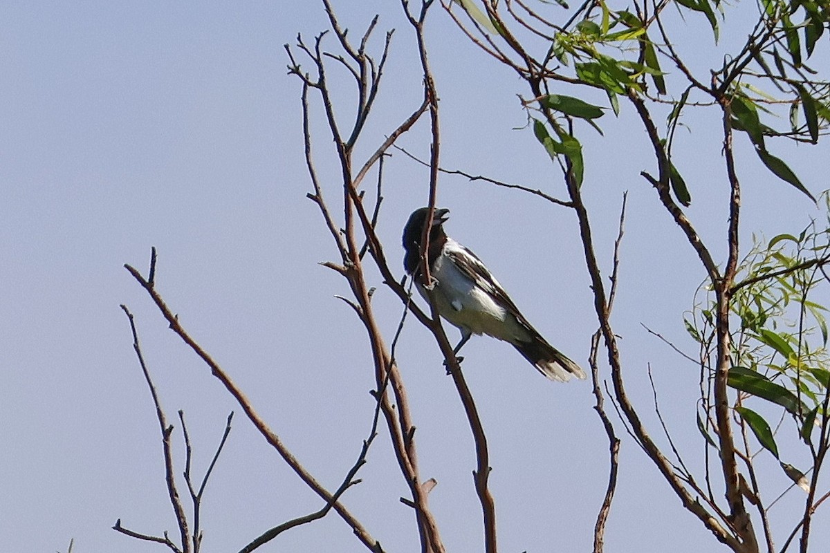 Pied Butcherbird - ML612545575
