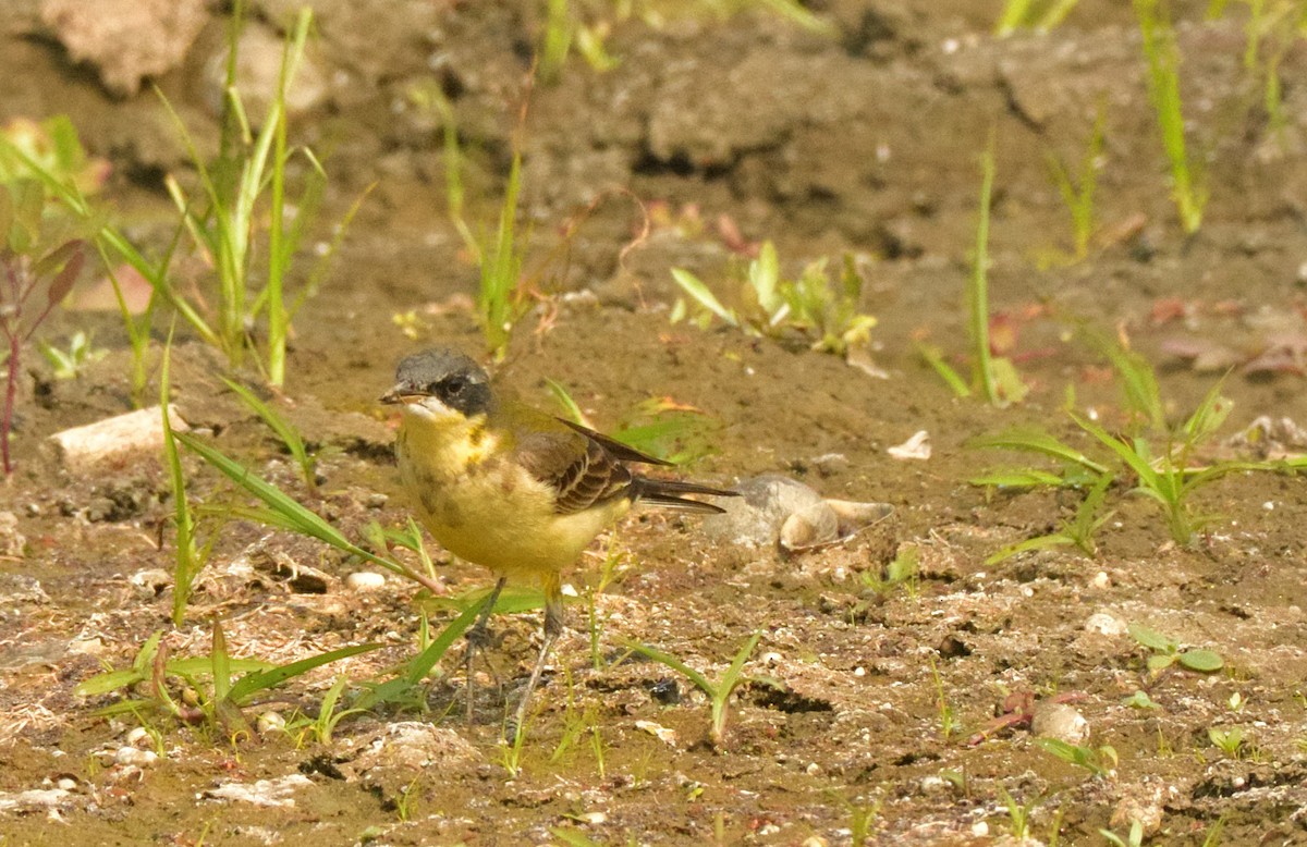 Eastern Yellow Wagtail - Prasenjit Banerjee