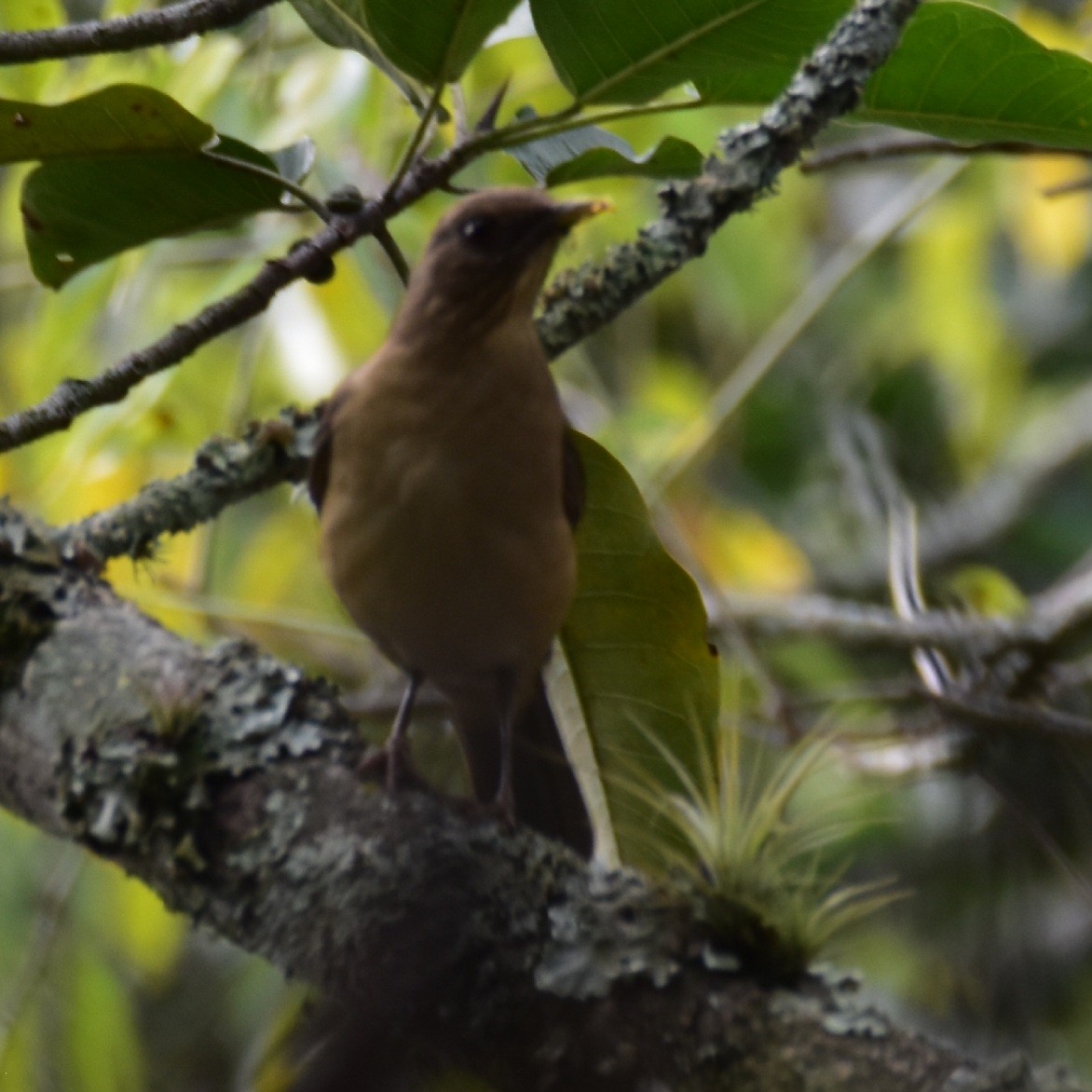 Clay-colored Thrush - Till Dohse