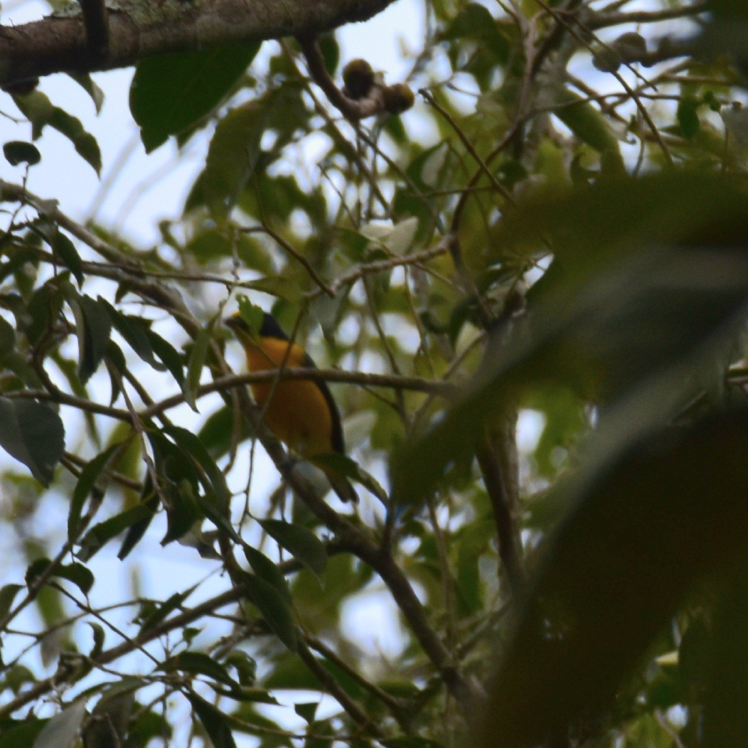 Yellow-throated Euphonia - Till Dohse