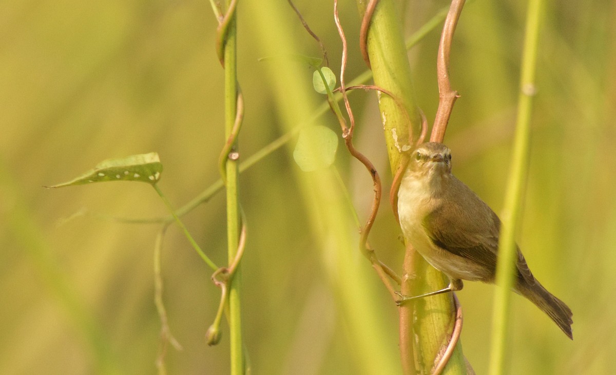 チフチャフ（tristis） - ML612545739