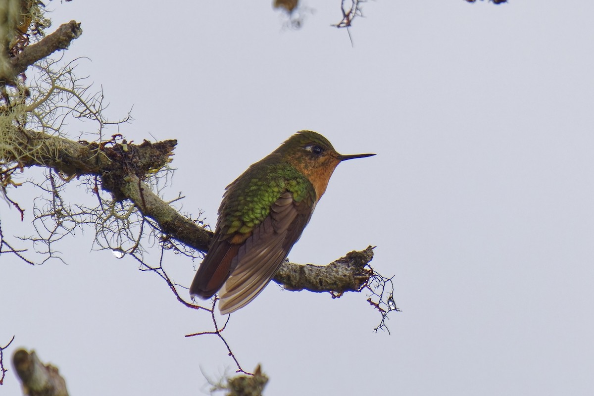 kolibřík dřišťálový - ML612545786