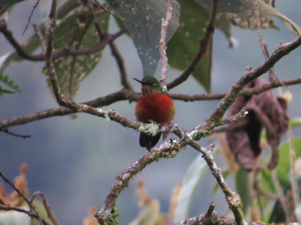 Chestnut-breasted Coronet - ML612545882