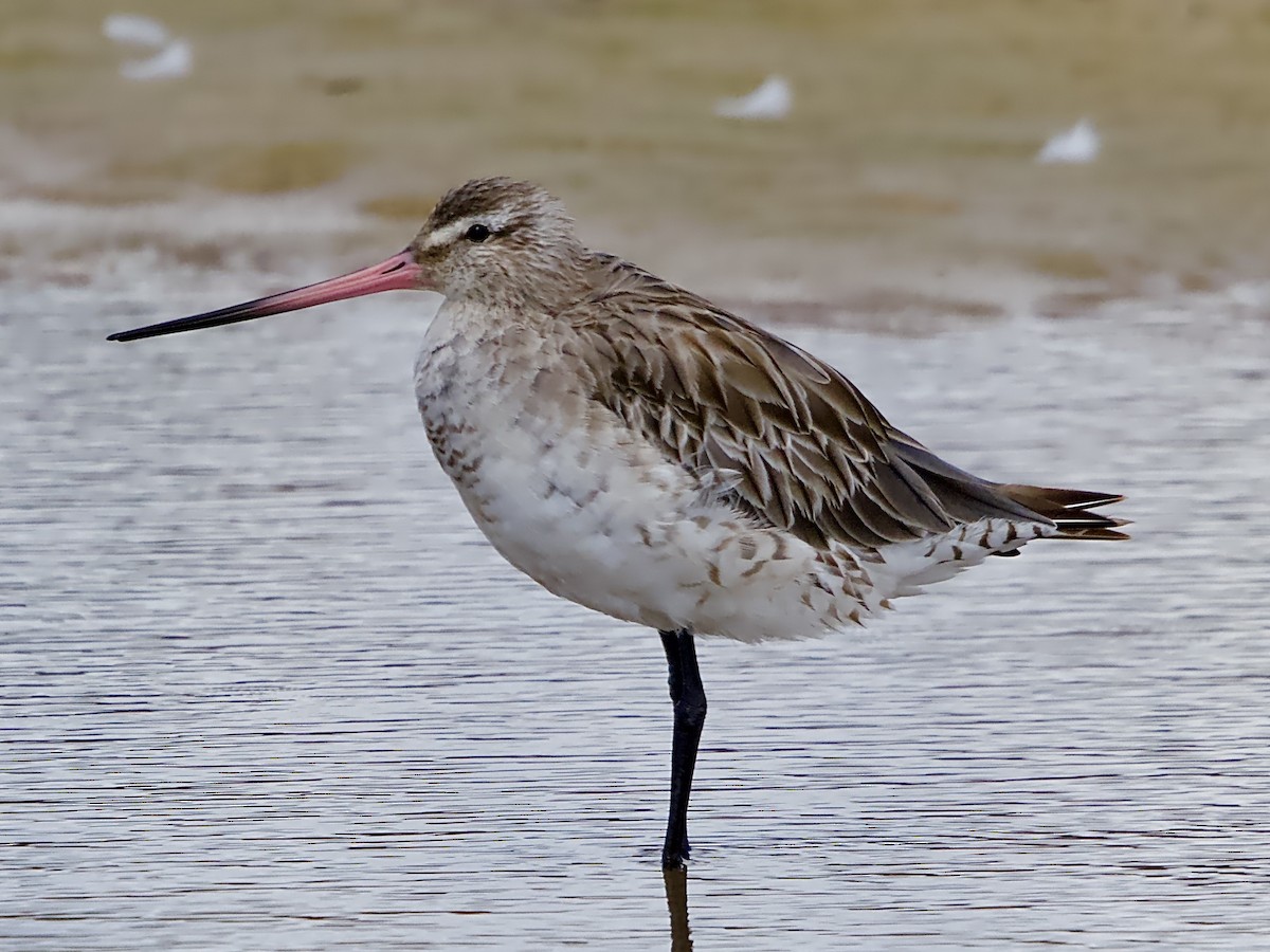 Bar-tailed Godwit - ML612545915