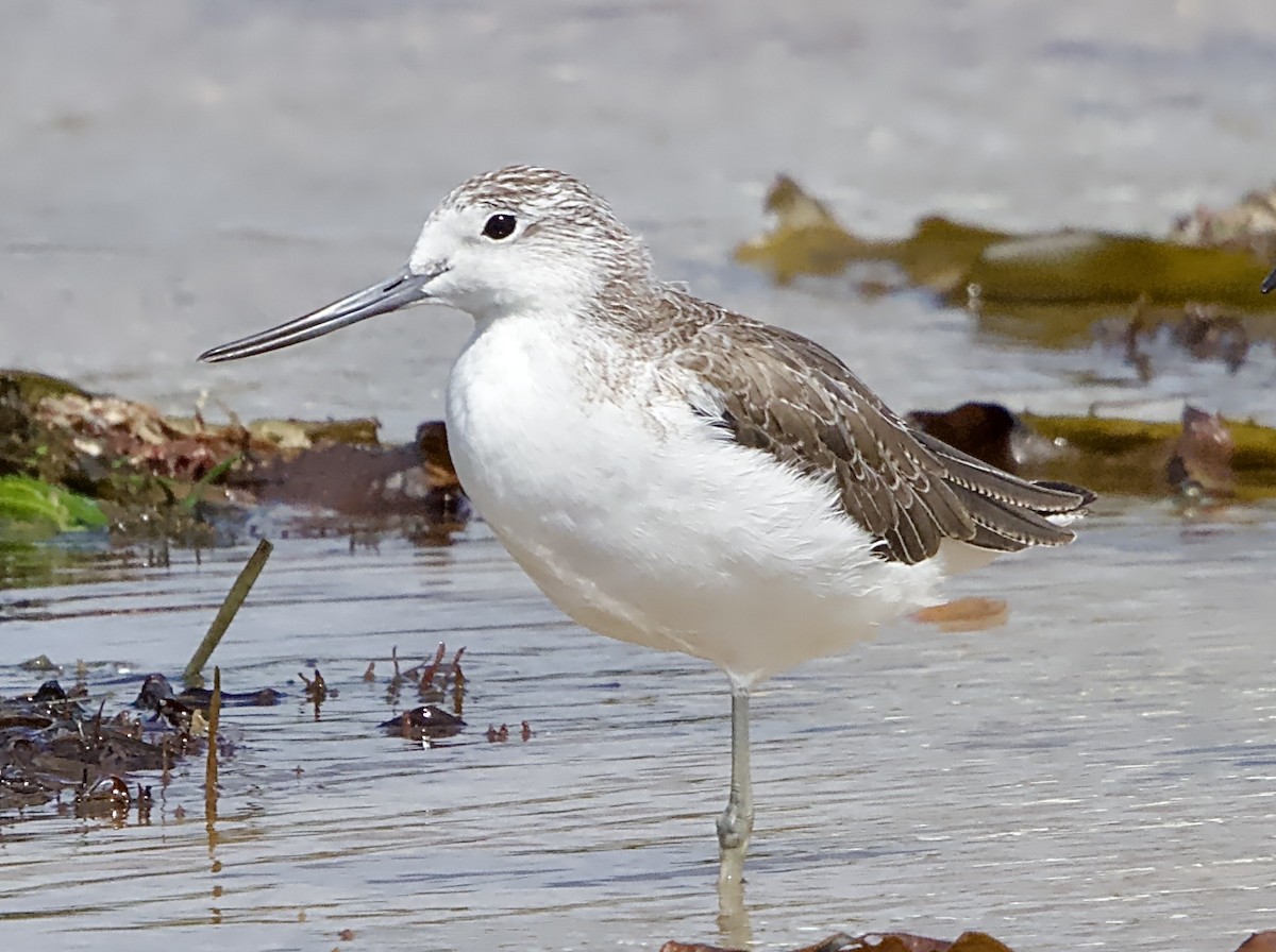 Common Greenshank - ML612545923