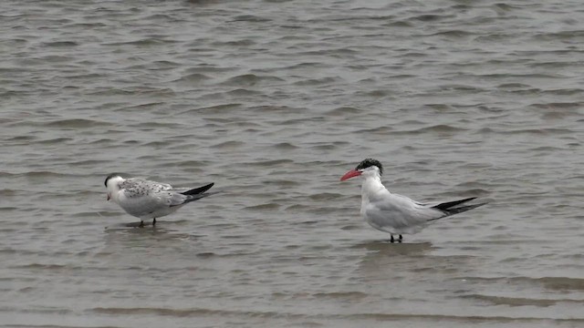 Caspian Tern - ML612545998