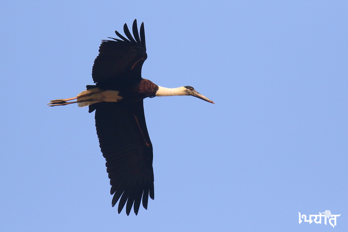 Asian Woolly-necked Stork - ML612546010