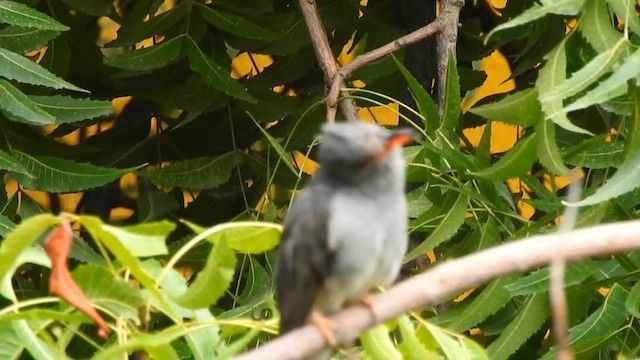Gray-bellied Cuckoo - ML612546080