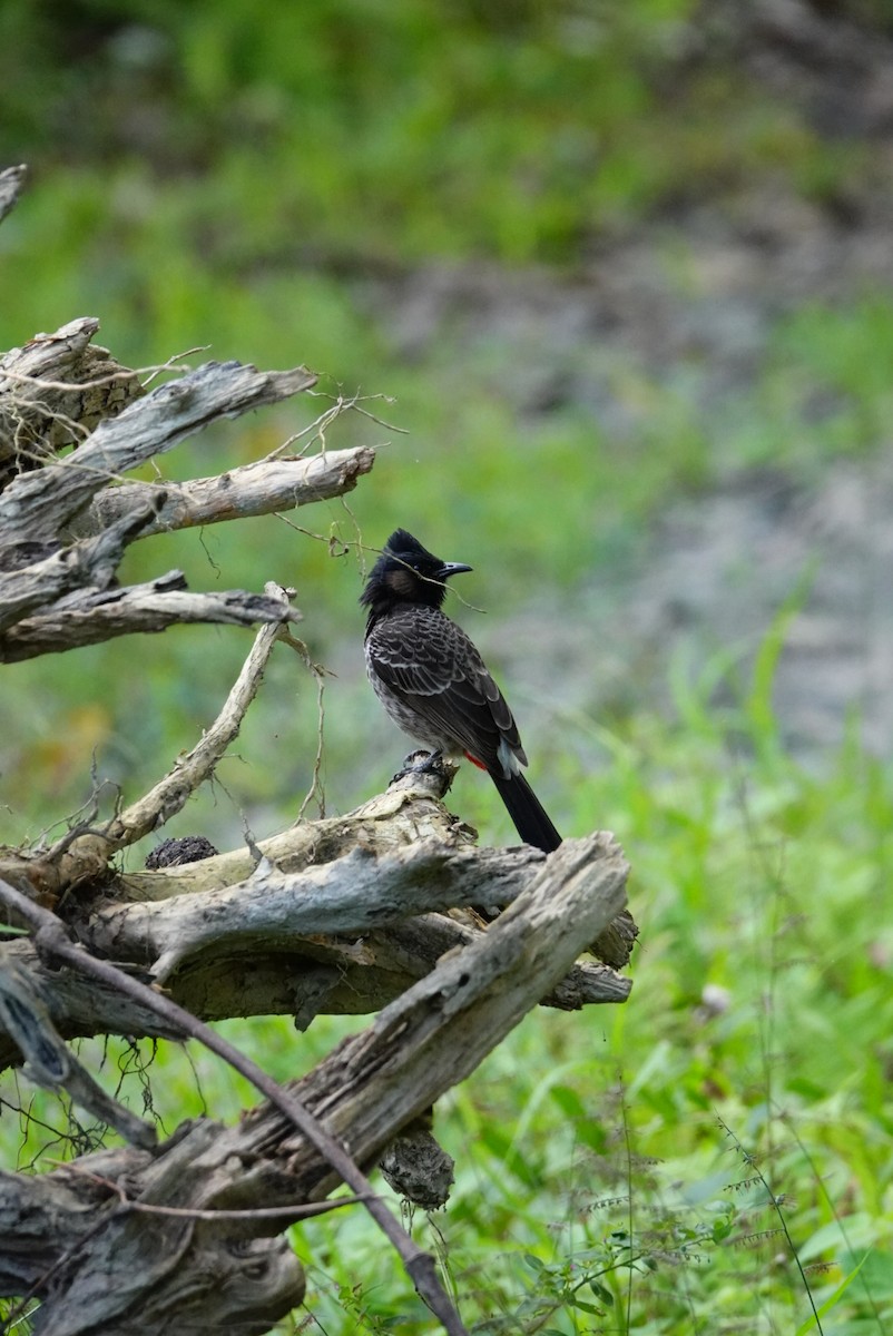 Red-vented Bulbul - ML612546086