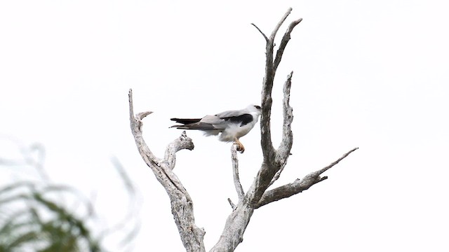 Black-shouldered Kite - ML612546153